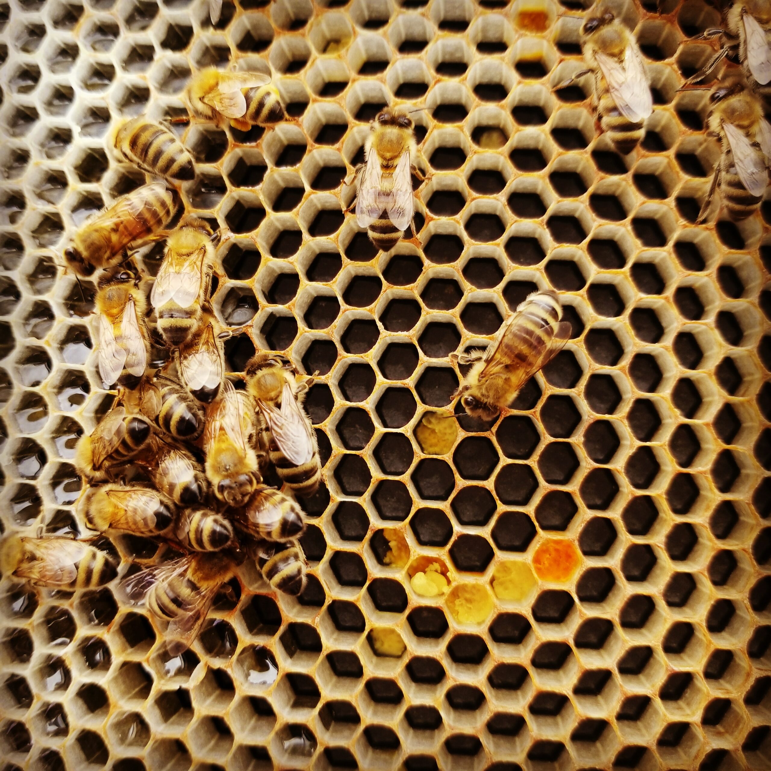 Biomimicry and Bees: What (more) can we learn from honeycombs?